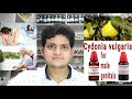 Cydonia vulgaris  homeopathic medicine cydonia vulgaris  sign and symptoms disease and doses 