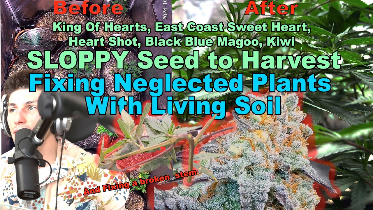 Seed to Harvest Recovery King of Hearts, Black Blue Magoo, Kiwi, East Coast Sweet Heart, Heart Shot