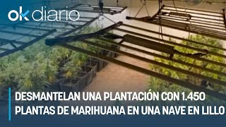 Desmantelan una plantación con 1.450 plantas de marihuana en una nave en Lillo