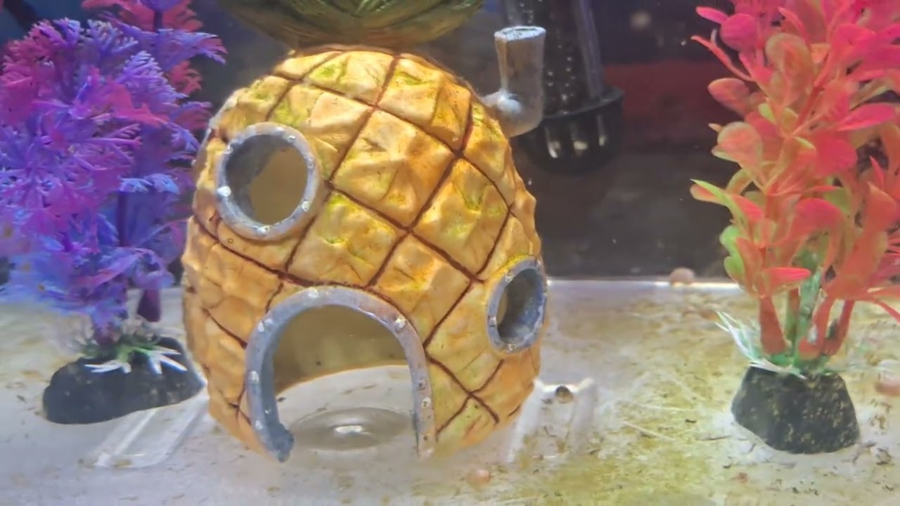 Dwarf pea puffers eating blood worms