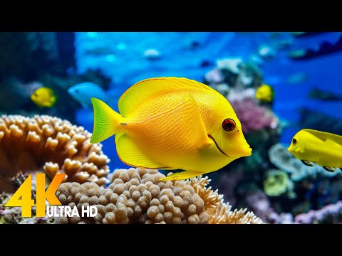 Aquarium 4K VIDEO (ULTRA HD) 🐠 Beautiful Coral Reef Fish - Relaxing Sleep Meditation Music #27