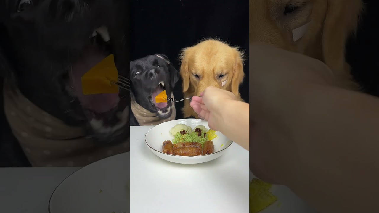 My Brother Golden Has A Small Wound Under His Eye. Labrador and Golden. Cute Pet Debut Plan