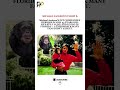 Michael Jackson’s Pet Chimp BUBBLES Is Still Alive?! 😳🐒🕊️