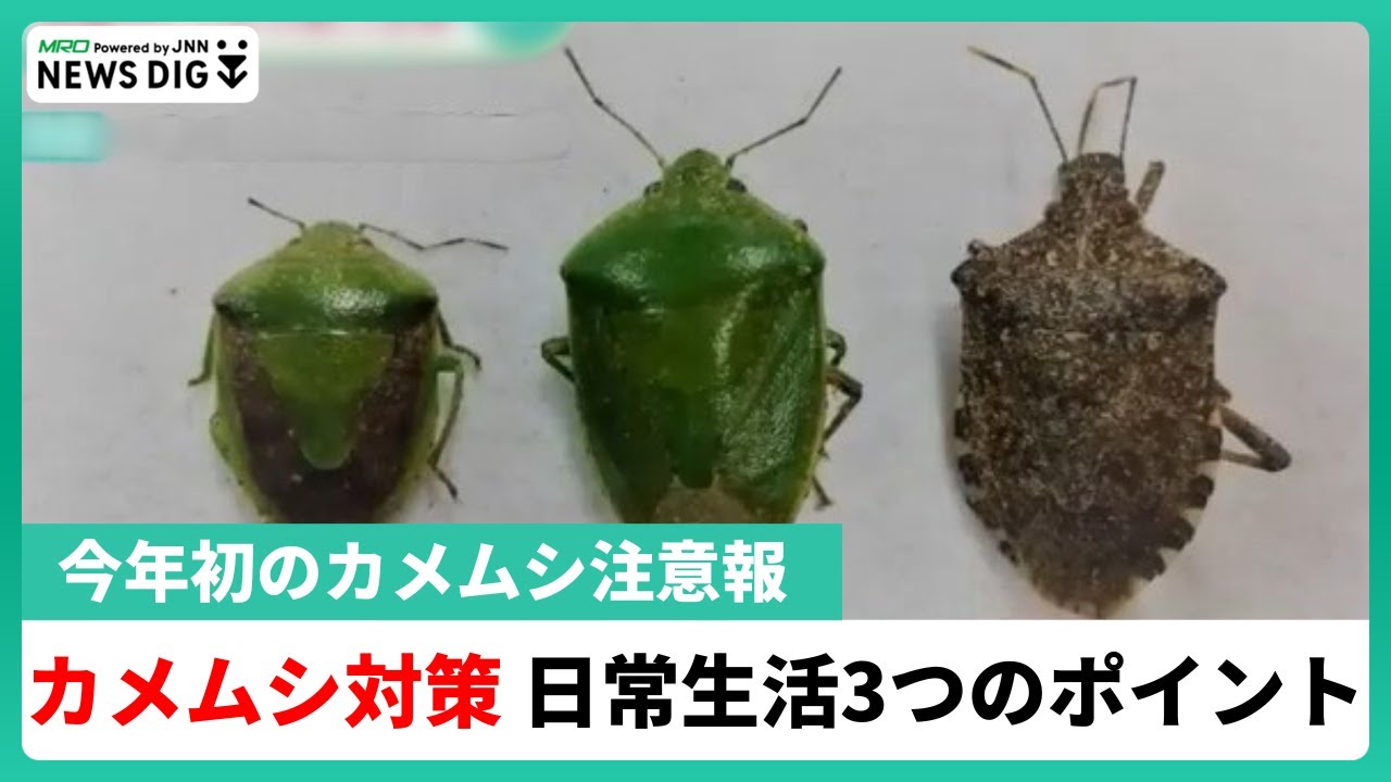 カメムシ大量発生！自宅に入れない意外な対策3選！