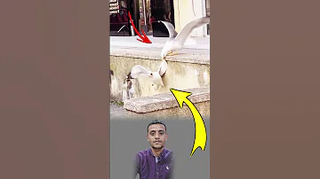 سبحان من أودع الوفاء في مخلوقاته طائر يسقط فيمسكه أخوه بجناحه ليمنعه من الهلاك اكسبلور Shorts 