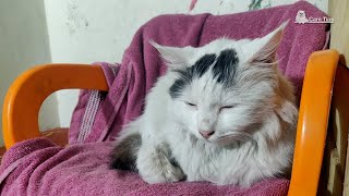 ❤ Cute Cat Sleeping Moments ❤ Relaxing Mood ( ͡◡ ͜ʖ ͡◡) by DogKitty 20 views 4 years ago 4 minutes, 26 seconds
