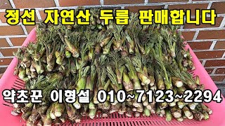 정선 자연산 두릅 판매합니다. 010~7123~2294번