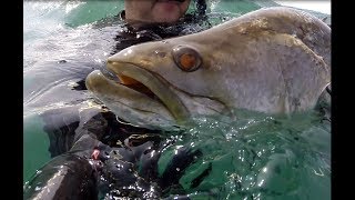 Spearfishing SEABASS. Подводная охота март 2018. Гоа.