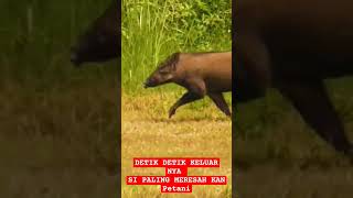 Detik Detik keluar nya si paling meresahkan petani  #babihutan #hamababihutan #rajababihutan