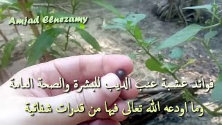 فوائد عشبة عنب الديب للبشرة والصحة العامة وما اودعه الله تعالى فيها من قدرات شفائية / امجد النظامى