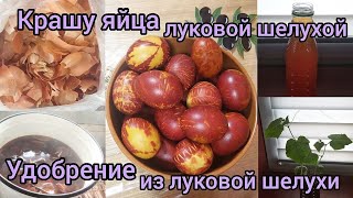 Как покрасить яйца луковой шелухой. Удобрение для растений из луковой шелухи