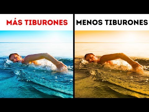 Video: ¿Qué hacer si un tiburón te está rondando?