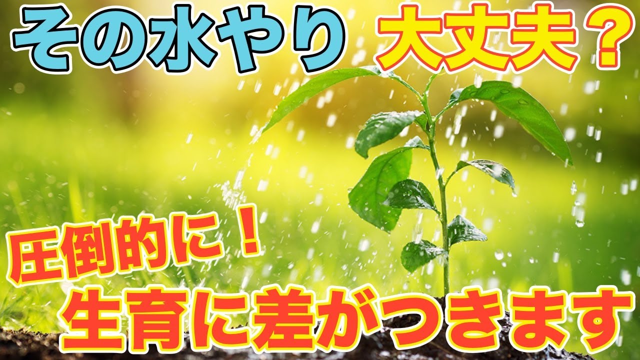 水やりの重要性 夏野菜は水やり１つで生育が変わってきます 水やりのタイミング 頻度は Youtube