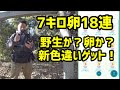 【ポケモンGO】7キロ卵18連＆新実装色違いゲット！