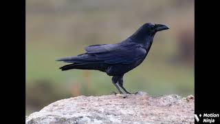 Verso Corvo
