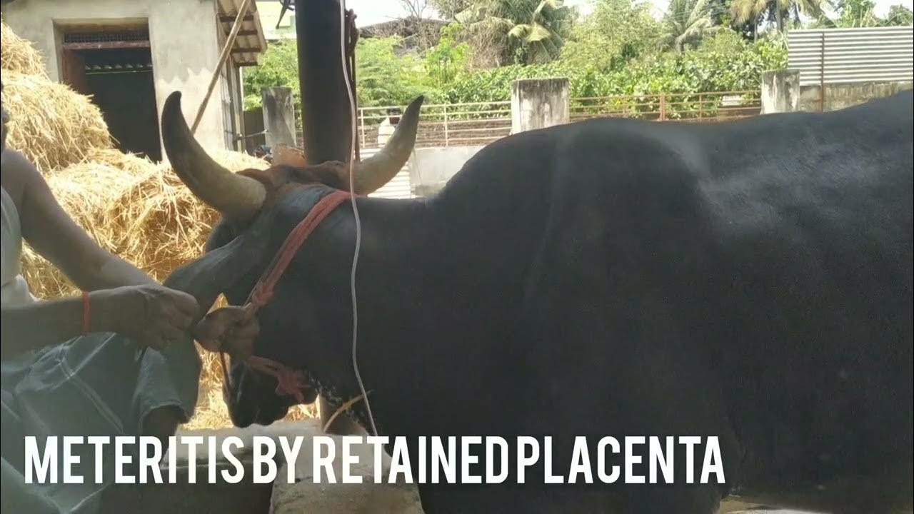 Metritis / Uterus infection by Retained placenta / Cow / Dr