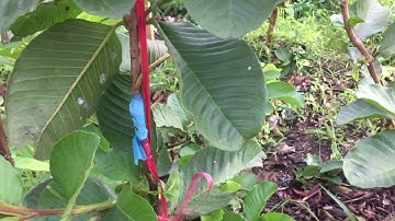 Ổi Ruby ruột đỏ sai trái A Tín Hậu Giang 0985547730