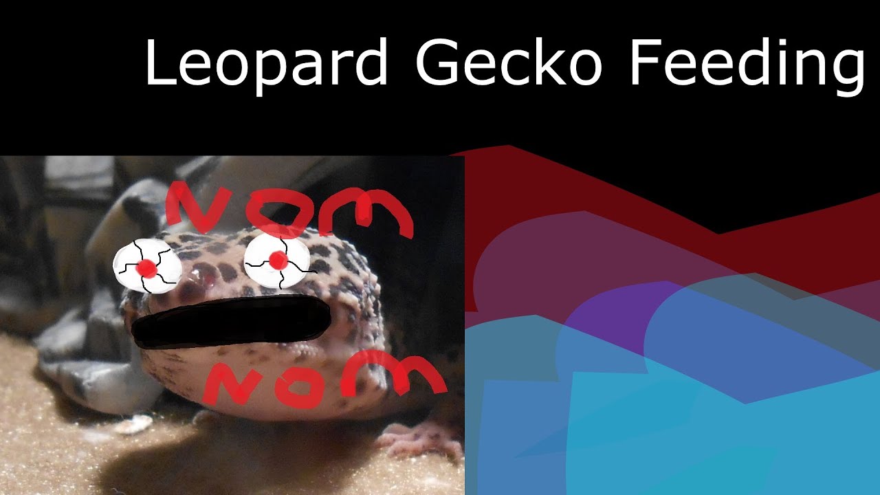 geckos for sale Feeding my Leopard Gecko Charmander