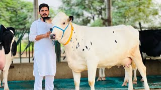 King is back | High Breed at low rates | Gurwinder Dairy Farm