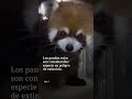 Taiwán recibe pandas rojos de China: Primer entercambio en más de una década