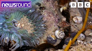 Top Tips for Rockpooling 🐚 | Newsround