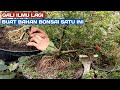 Coba Program Lagi Bahan Bonsai Yang Satu Ini! Epek Yang Sebelumnya Gagal!