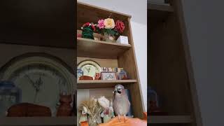 #jay #happyjay #happy #bird #shorts #voiceover