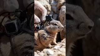 Hidden Underground City of Ground Squirrels Captured by Tiny Back Camera 🐿️