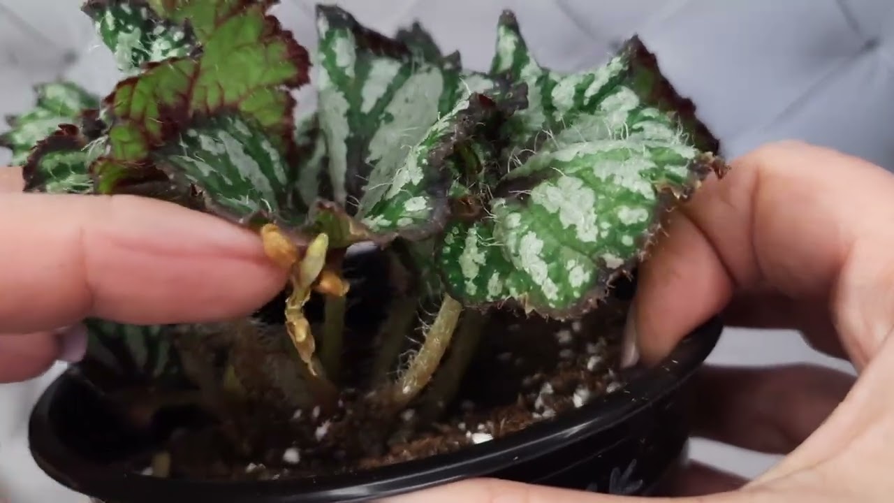 Взрослые бегонии. Полюбуемся. 