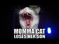Talking Kitty Cat 58 - Momma Cat Loses Her Son
