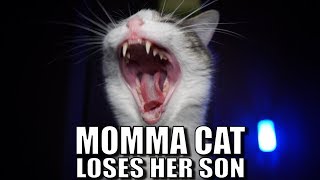 Talking Kitty Cat 58 - Momma Cat Loses Her Son by Talking Kitty Cat 12,949,004 views 6 years ago 4 minutes, 9 seconds