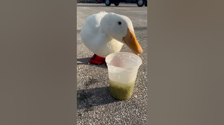 Cute Duck Trap 🦆