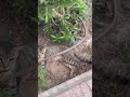 #cat #trending #love #fypシ #song #catvideos #viral #reels #nature #tiktok #viralvideos #shorts