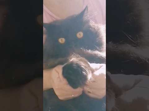 Кот и ладушки 😉🎶 #cat #catvideos #catlover #kitten #kitty #cutecat #funnycat #animals #котики #кот