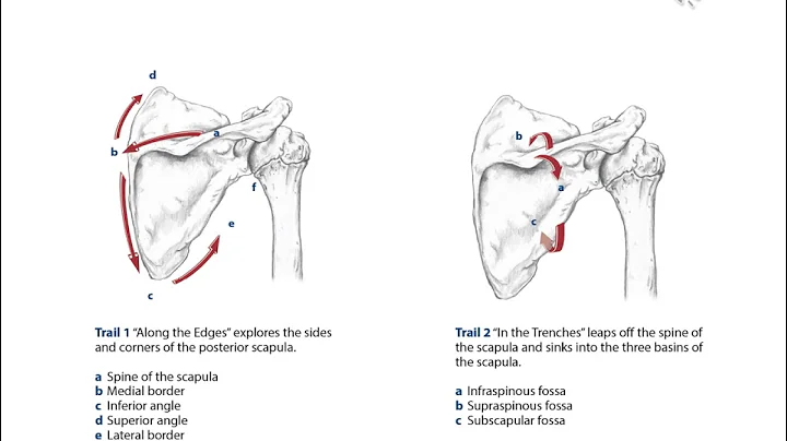 MBLEX PREP: Anatomy & Physiology UPPER BODY VIDEO