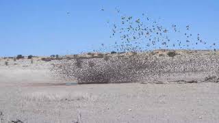 Millions Of Red-Billed Queleas Coming In For A Drink.