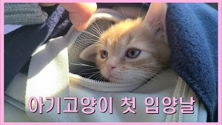 아기고양이 첫 입양날♥ VLOG ㅣ초보집사ㅣ설레는 첫만남ㅣ고양이브이로그