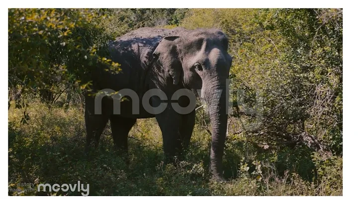 Elephants