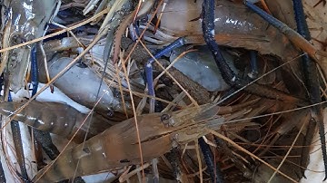 Bắt tôm càng xanh ao thiên nhiên (tôm càng xanh to và rất ngon)