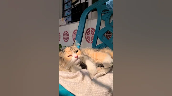 Watch the video about Sunbath #kitten #cat #catlover #catfunny #catvideos #persian #persiancat #capcutmusic