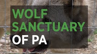 Wolf Sanctuary of Pennsylvania