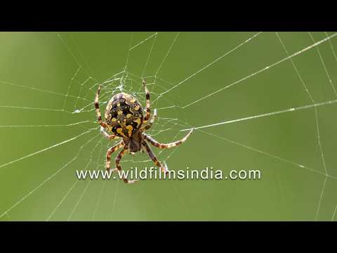 Small Orb-weaver spider spinning its web at lightning speed | Macro nature video