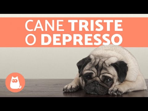 Video: I cani possono diventare depressi?