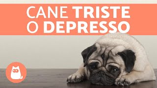 Cane triste o depresso - Sintomi e cosa fare