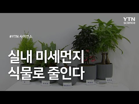 실내 미세먼지 식물로 줄인다 / YTN 사이언스