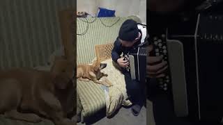 Man Plays Accordion And Dog Joins in with Happy Howls