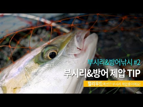 #부시리제압하는방법 #<strong>부시리낚시</strong>#선상낚시