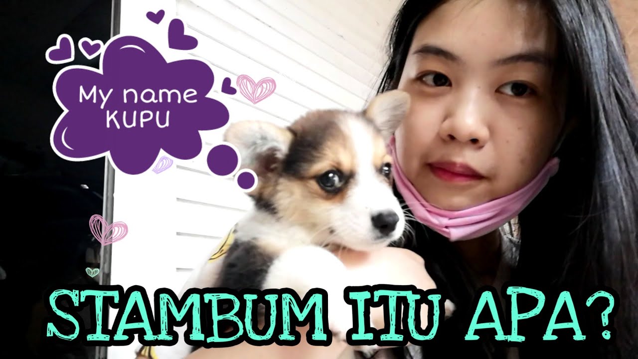 BELI ANJING BARU, STAMBUM ITU APA?? YouTube