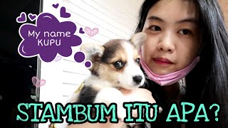 BELI ANJING BARU, STAMBUM ITU APA