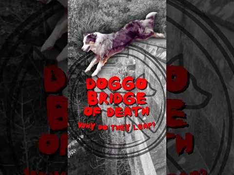 DOG BRIDGE OF DEATH - Curious Haunts #21 #shorts #spooky